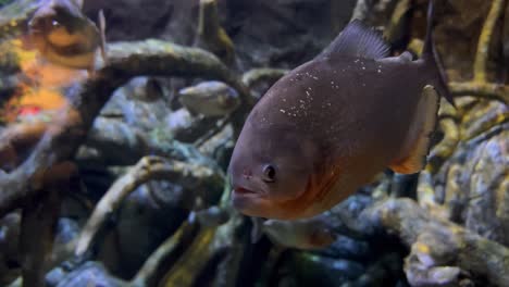 Piranhas-Swimming-in-Captivating-Aquarium-at-Magic-City,-Tashkent,-Uzbekistan