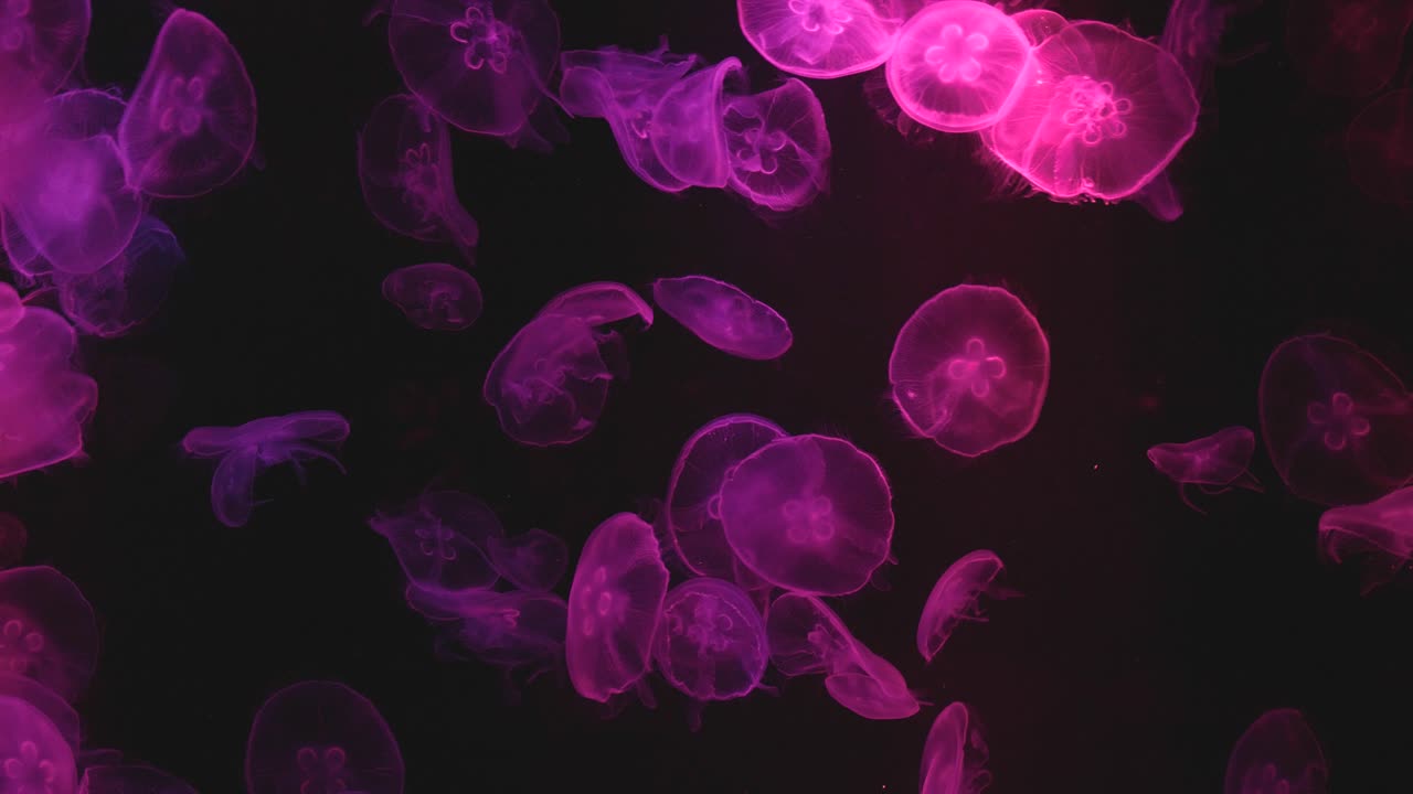 Beautiful Jellyfishes