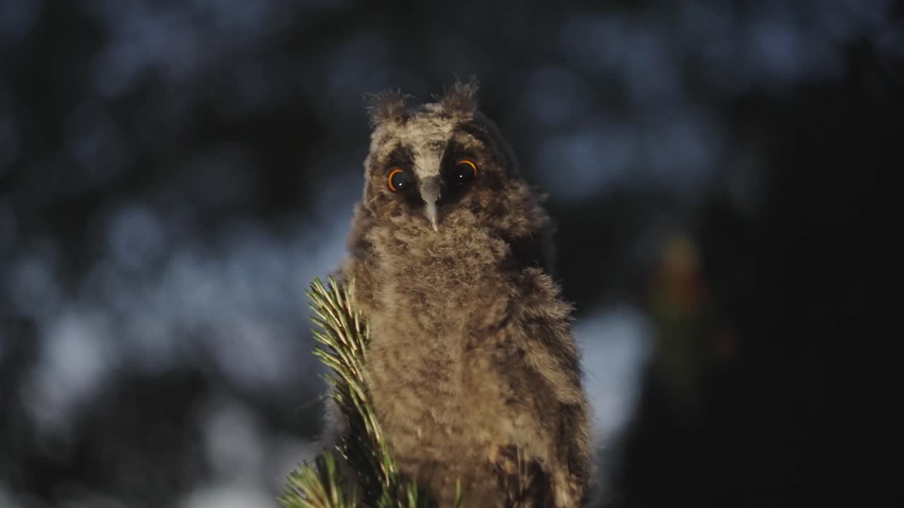 bebé asio otus o búho chico tranquilo sin pestañear en el bosque