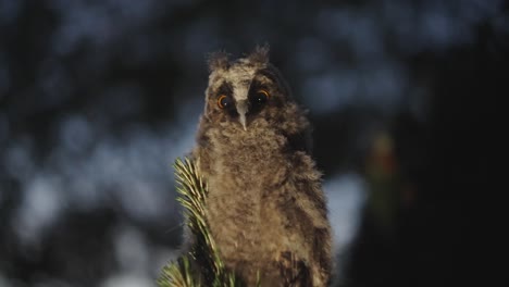 baby asio otus or long eared owl quiet without batting an eyelash in the forest