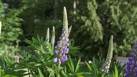 purple lupine flower. version 2. 10sec-24fps