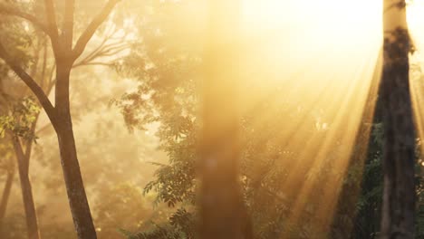 larch forest with sunlight and shadows at sunrise