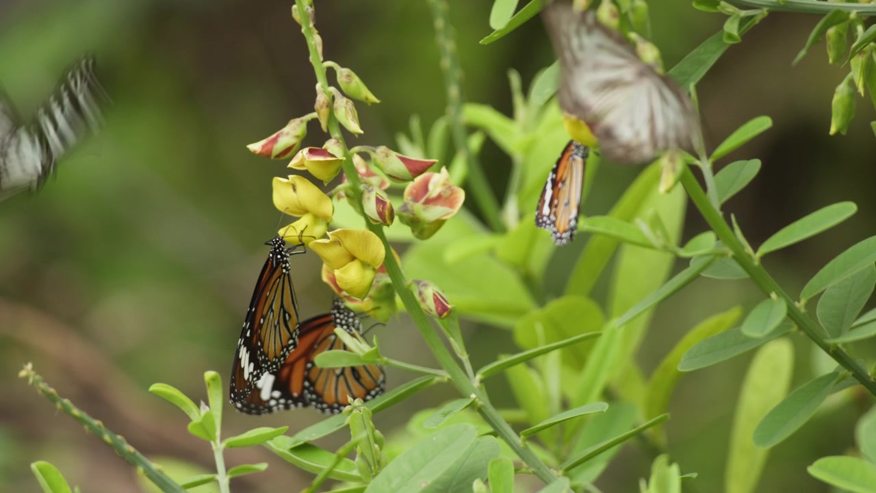 Diverse farfalle Tigre Comune (Danaus chrysippus) si nutrono di nettare da fiori selvatici in fiore in un lussureggiante giardino tropicale. Il filmato cattura il comportamento naturale di impollinazione, i delicati movimenti delle ali, e