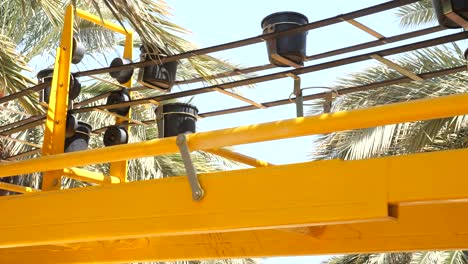 palm-seedlings-in-pots-moving-on-conveyor-on-sunny-day,-tracking-shot