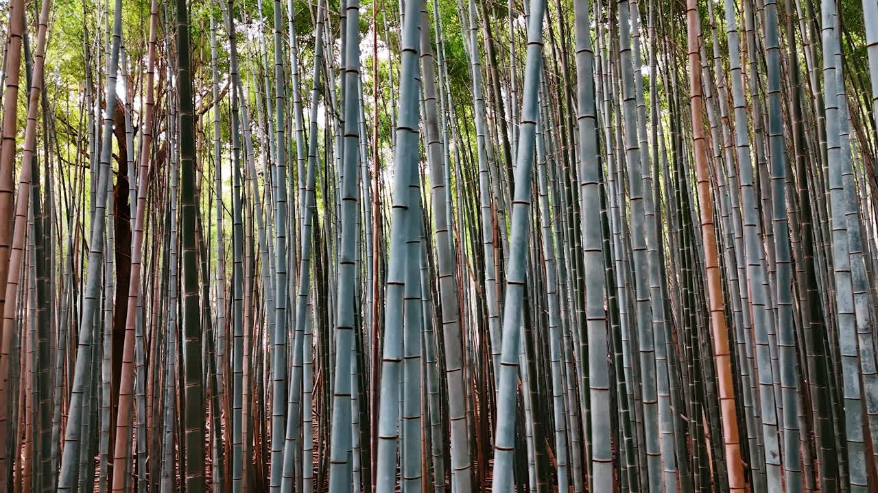 Multiple grey trunks of the tall bamboo trees. Flight along the bamboo thickets.