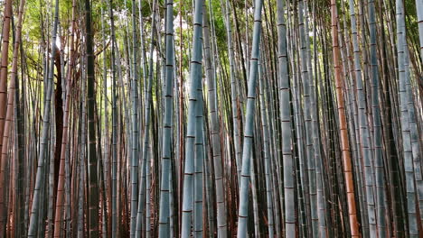 multiple grey trunks of the tall bamboo trees. flight along the bamboo thickets.