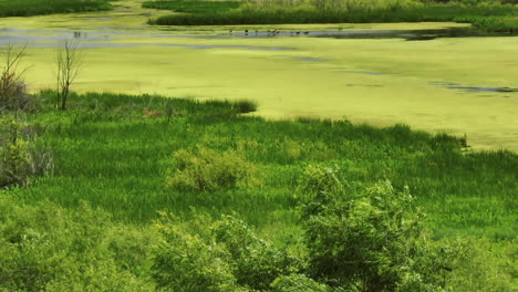 Amerikanische-Blässhühner-Auf-Feuchtgebieten-Mit-Algen-Im-Trempealeau-National-Wildlife-Refuge,-Wisconsin