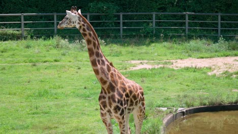 Giraffe-grazing-grass-by-the-pond-in-Seoul-Grand-Zoo-in-summer