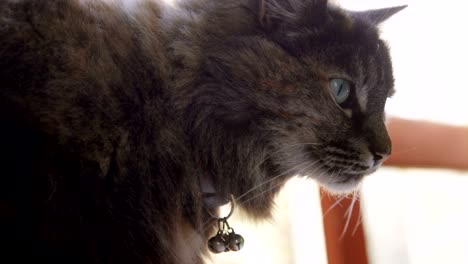 el gato en casa 4k