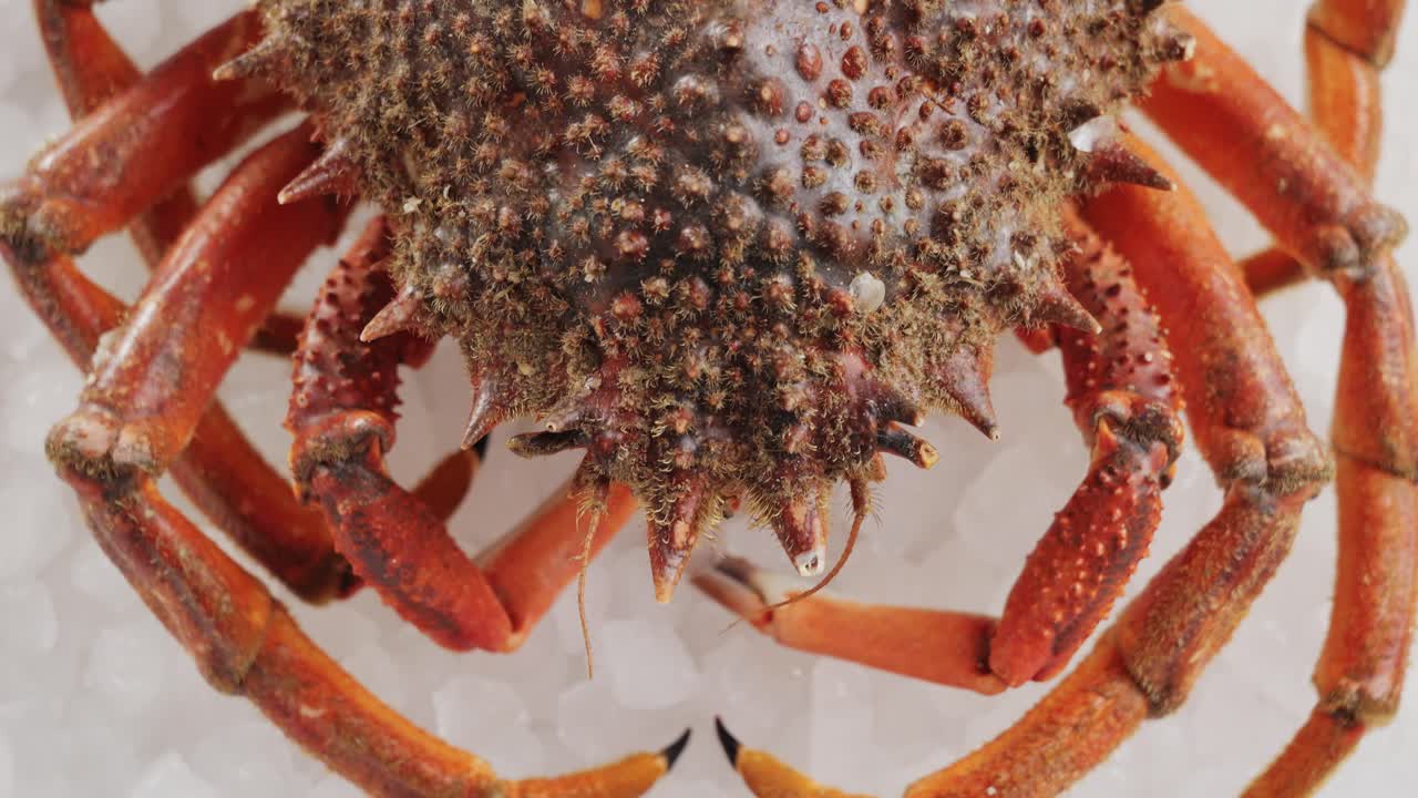 Fresh Red Crab on Ice