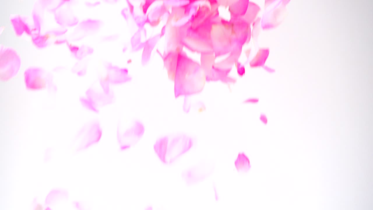 Falling of petals of a tea rose. Slow motion. Tea rose