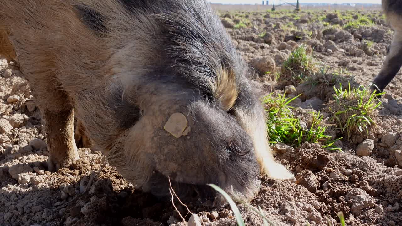 primer plano de cerdo salvaje cavando con pico en el suelo y buscando comida en tierras de cultivo y luz solar