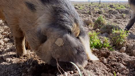 Nahaufnahme-Eines-Wildschweins,-Das-Mit-Dem-Schnabel-Im-Boden-Gräbt-Und-Auf-Ackerland-Und-Im-Sonnenlicht-Nach-Nahrung-Sucht