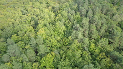 Bosque-Caducifolio-Verde-Denso,-Vista-De-Pájaro---Toma-Aérea-De-Arriba-Hacia-Abajo