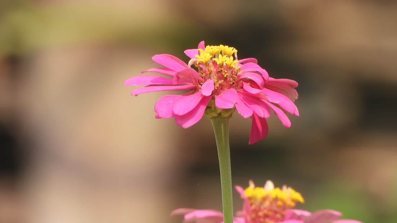 la flor de la zinia es rosa, verde y dorada.