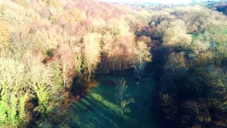 Aerial-view-of-small-green-patch-in-an-autumn-forest-with-a-grey-squirrel-running-across