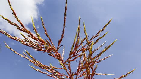 bottom-up shot of a red-branched plant against the blue sky as a dragonfly lands on it