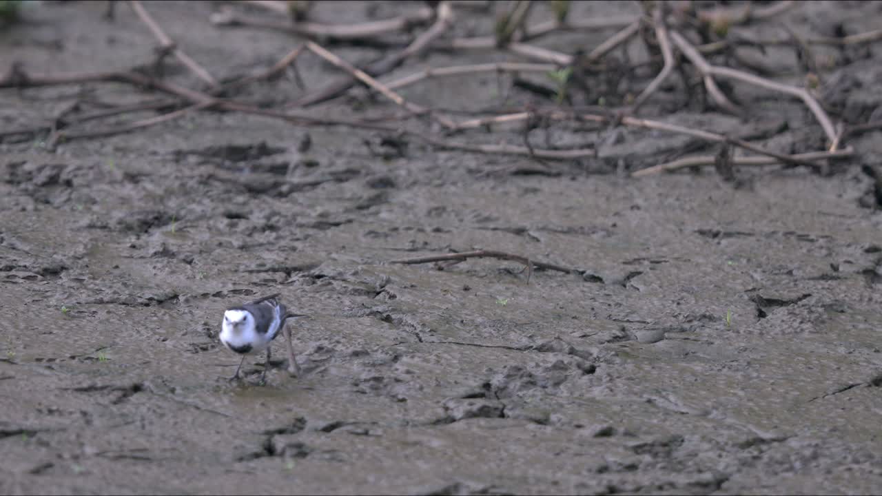 검은 등 와그테일은 서식지에서 먹이를 찾고 있습니다.