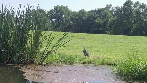 grey heron bird