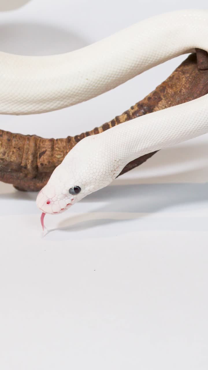 Un serpente leucistico bianco striscia lungo un ramo dalla superficie ruvida su uno sfondo bianco pulito.