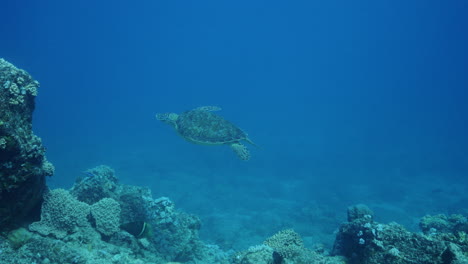 Beautiful young turtle swimming in the ocean&#039;s water column and disappearing behind a rock