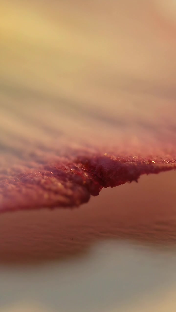 Video verticale: L'obiettivo mette a fuoco rivelando il bordo strappato di un petalo su una superficie liscia, mostrando fibre e bokeh.