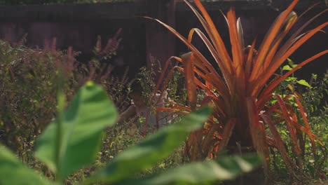 static handheld shot of a girl in the garden with various plants holding a bunch of flowers in her hands and picking plants