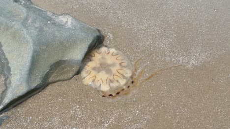 Vida-Silvestre-De-Medusas-Transparentes-Varada-En-La-Orilla-De-La-Playa-De-Arena-Seca