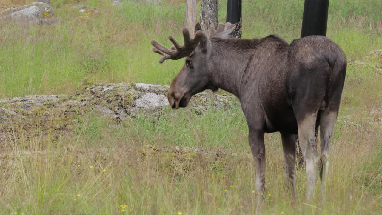 Elk or Moose, (Alces alces) in the green forest. Beautiful animal in the nature habitat.