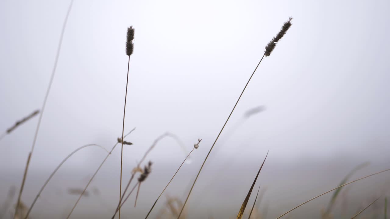 안개가 자욱한 안개 낀 날에 키 큰 잔디가 총을 닫습니다.