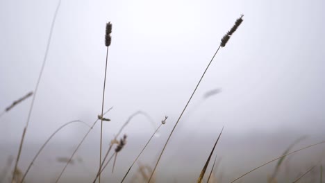Tall-grass-on-a-foggy-misty-day-close-up-shot