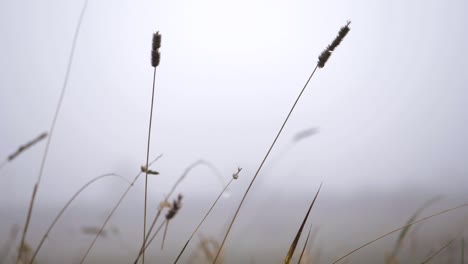 tall grass on a foggy misty day close up shot