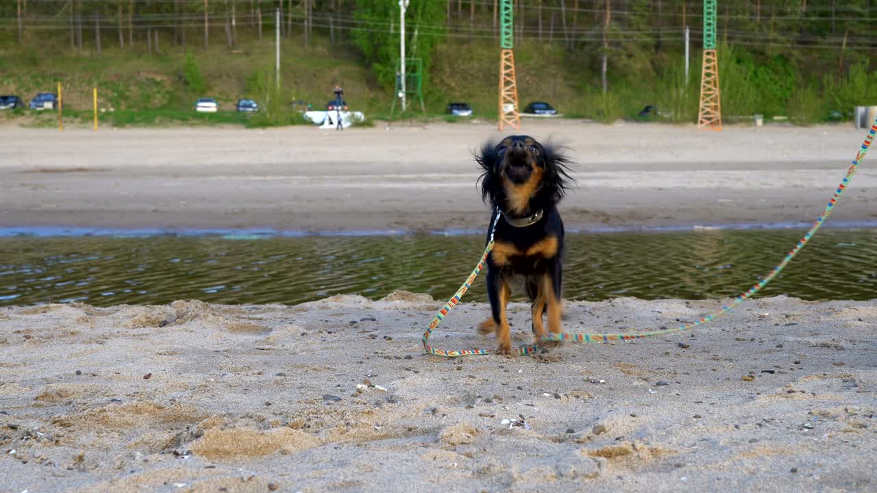 un perro pequeño (una raza de toy terrier) ladra al operador. el perro se sienta en una playa de arena. noche nublada de primavera.
