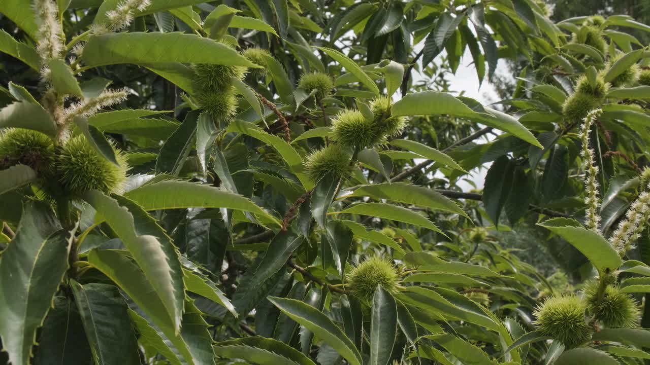 primer plano de un carro de castaño orgánico, conchas espinosas verdes de las nueces de erizo aún crudas