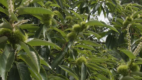 close up dolly shot of an organic chestnut tree, green prickly shells of the hedgehog nuts still raw