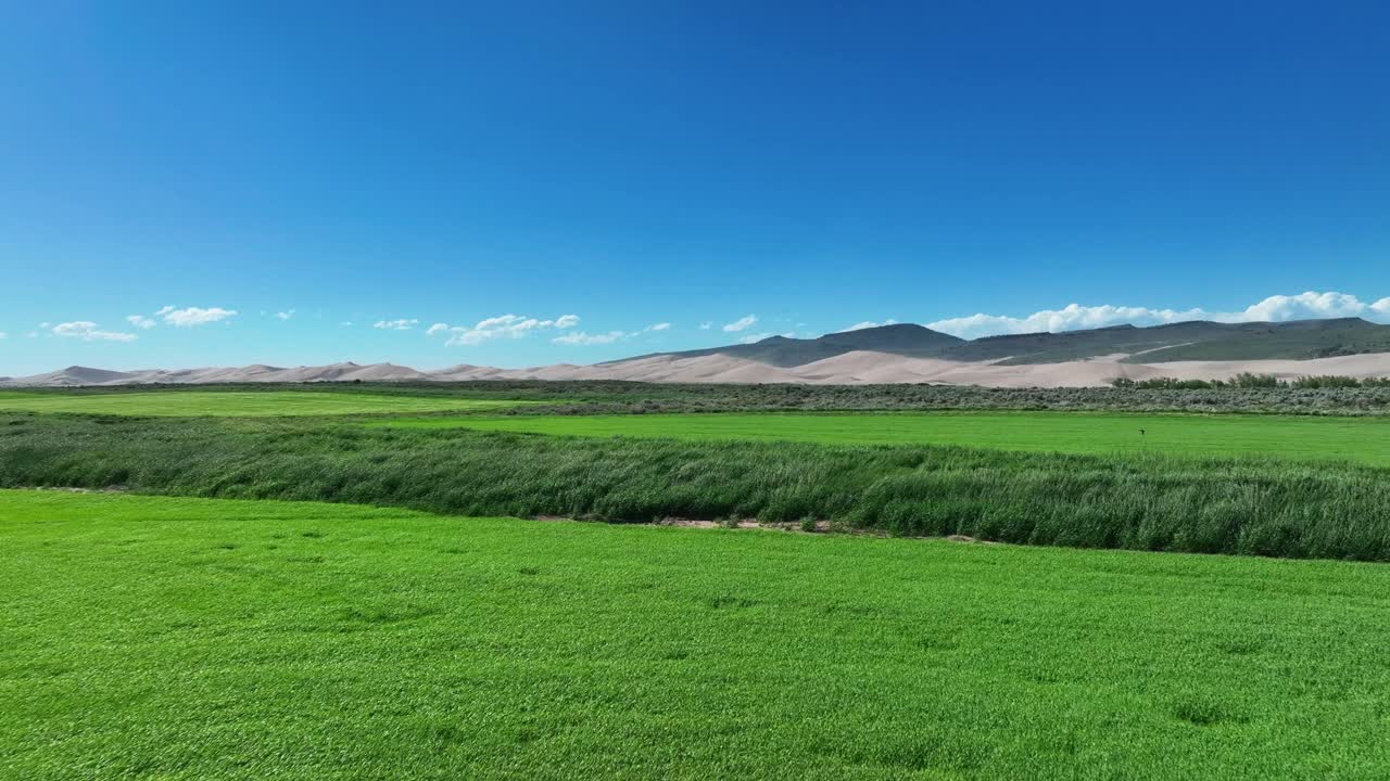 시골의 여름 산들바람과 함께 상록수 들판을 날다