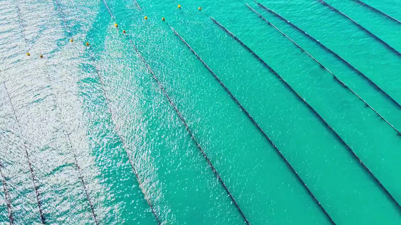 Mussel farm located in clear water with lines and floats arranged in neat rows during sunny weather