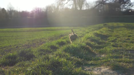 Cute-dog-fetching-blue-toy-on-grass-field-in-the-park-in-super-slow-motion-during-summer-with-puppy-dog-eyes