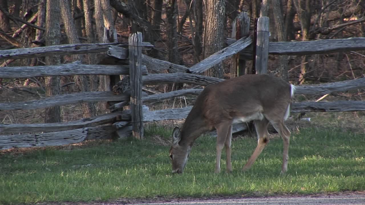 고속도로 옆에서 풀을 뜯고 있는 암컷 흰꼬리 사슴의 중간 샷