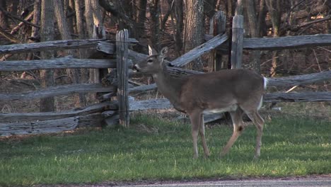 Medium-Shot-Of-A-Female-Whitetail-Deer-Grazing-Next-To-A-Highway