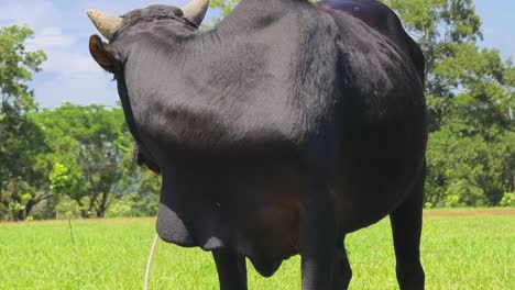 black bull in a field