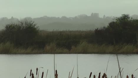 Water-marshes-near-Moonstone-Beach,-Rhode-Island