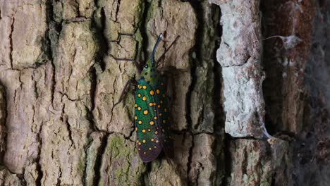 closer look at this beautiful insect resting on this rugged bark while another insect moves down from where it is, saiva gemmata lantern bug, thailand