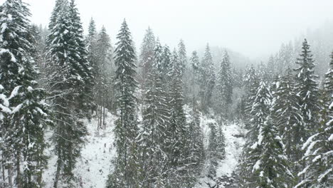 Drone-flying-between-pine-trees-in-beautiful-snow-covered-forest