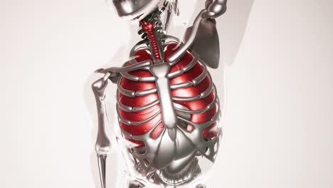 Human-Lungs-Model-with-all-Organs-and-Bones