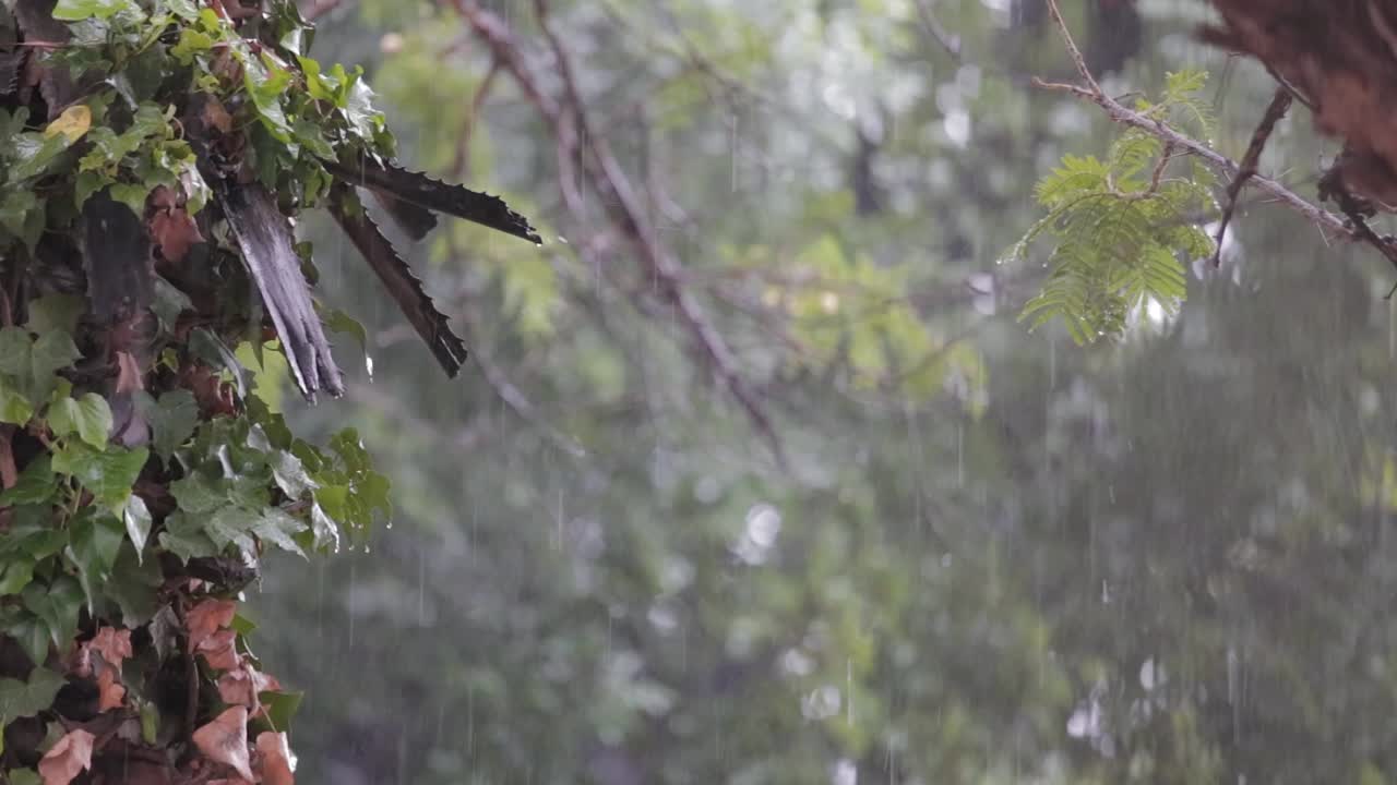 Well lit shot of tropical rain pouring down in a forest