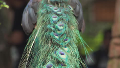 closeup view of green peafowl tail feathers