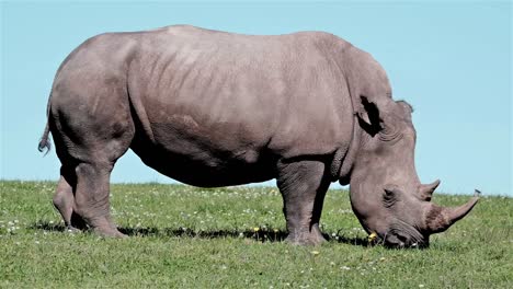 rinoceronte con cuernos intactos comiendo hierba