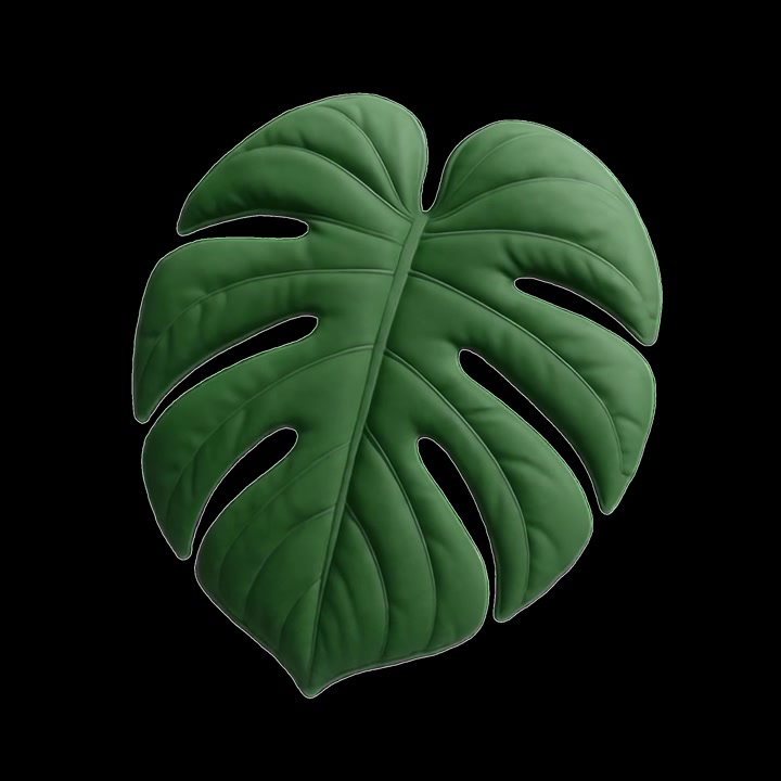 3D Render of a Single Monstera Leaf on Black Background