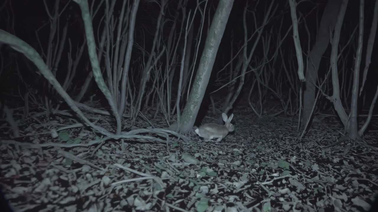Night vision video of a rabbit in a forest, captured from a low angle
